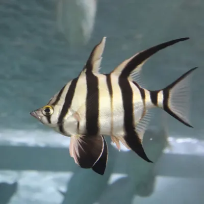 Discover Sydney Harbour species like the Old Wife