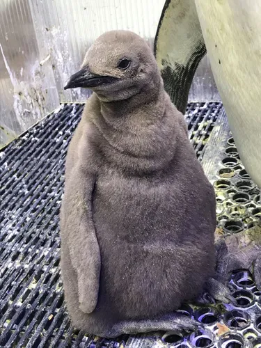 King Penguin Chick