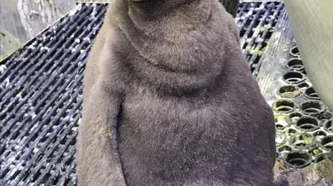 King Penguin Chick