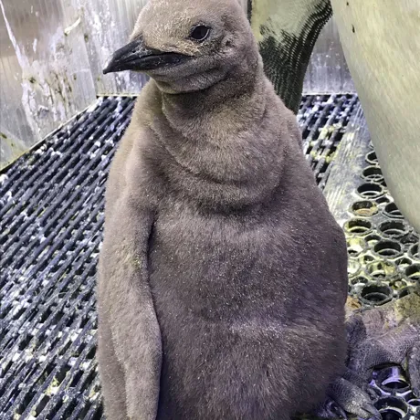 King Penguin Chick