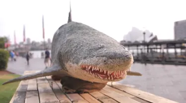 Grey Nurse Shark made from discarded shark nets