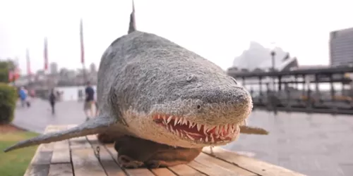 Grey Nurse Shark made from discarded shark nets