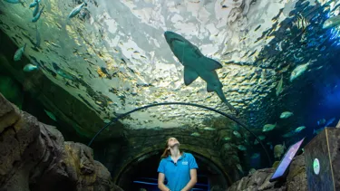 Myths and fun facts about Sharks-Shark Valley  - SEA LIFE Sydney Aquarium