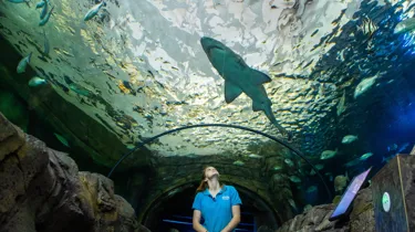 Myths and fun facts about Sharks-Shark Valley - SEA LIFE Sydney Aquarium