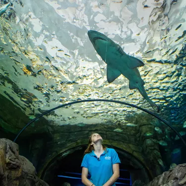 Myths and fun facts about Sharks-Shark Valley  - SEA LIFE Sydney Aquarium