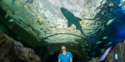 Myths and fun facts about Sharks-Shark Valley - SEA LIFE Sydney Aquarium