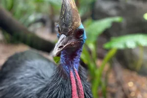 Cassowary