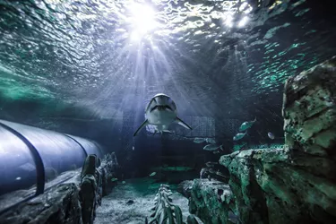 Grey Nurse Shark At SEA LIFE Sydney Aquarium