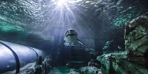 Grey Nurse Shark At SEA LIFE Sydney Aquarium