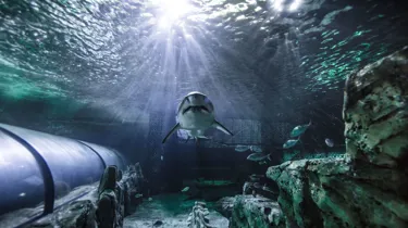 Grey Nurse Shark At SEA LIFE Sydney Aquarium