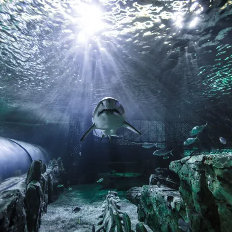 Grey Nurse Shark At SEA LIFE Sydney Aquarium