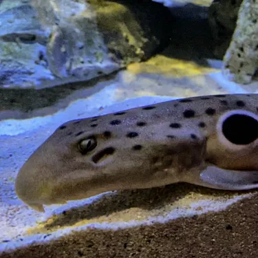 Epaulette Walking Shark at SEA LIFE Sydney Aquarium