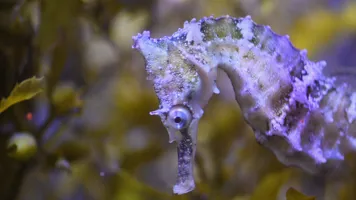 Whites Seahorse