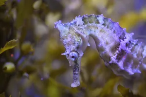 seahorse floating