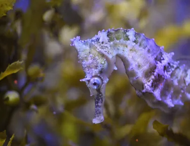 seahorse floating