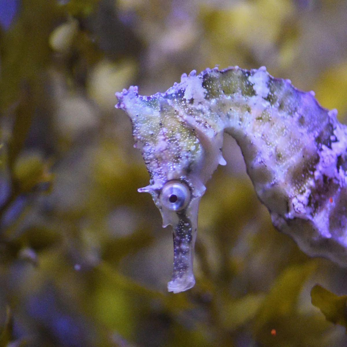 Seahorses &amp; Relatives | Razorfish | SEA LIFE Sydney