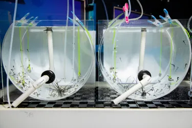 Baby White's Seahorses