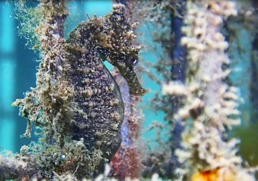 SEAHORSE