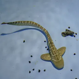 Zebra Shark Pup 'Audrey' Foraging on Snails in Nursery | Photo Credit: Indo Pacific Film