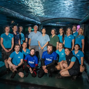World First Leopard Shark AI Team In The Day And Night On The Reef 360 Degree View Tunnel SEA LIFE Sydney Aquarium