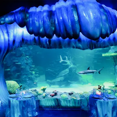 Vday2021 0000 Valentine's Day At SEA LIFE Sydney Aquarium Turtle Beach