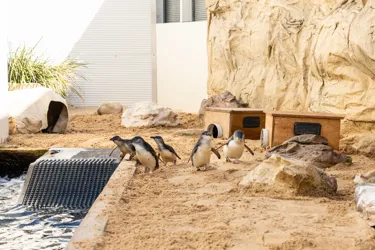 Littlepenguins Group