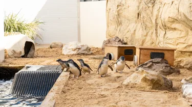 Littlepenguins Group