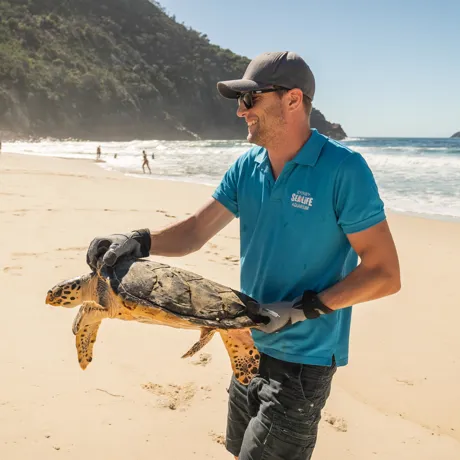 Ben Wynand Releases Avalon The Rescued Hawksbill Turtle SEA LIFE Sydney Aquarium