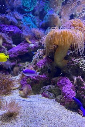 SEA LIFE Sydney Aquarium | Cheapest Tickets | Official Site