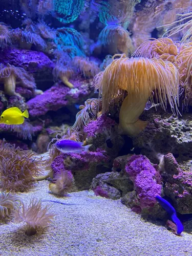 Fun Facts about Coral Reefs- SEA LIFE Sydney Aquarium