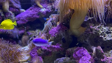 Fun Facts about Coral Reefs- SEA LIFE Sydney Aquarium