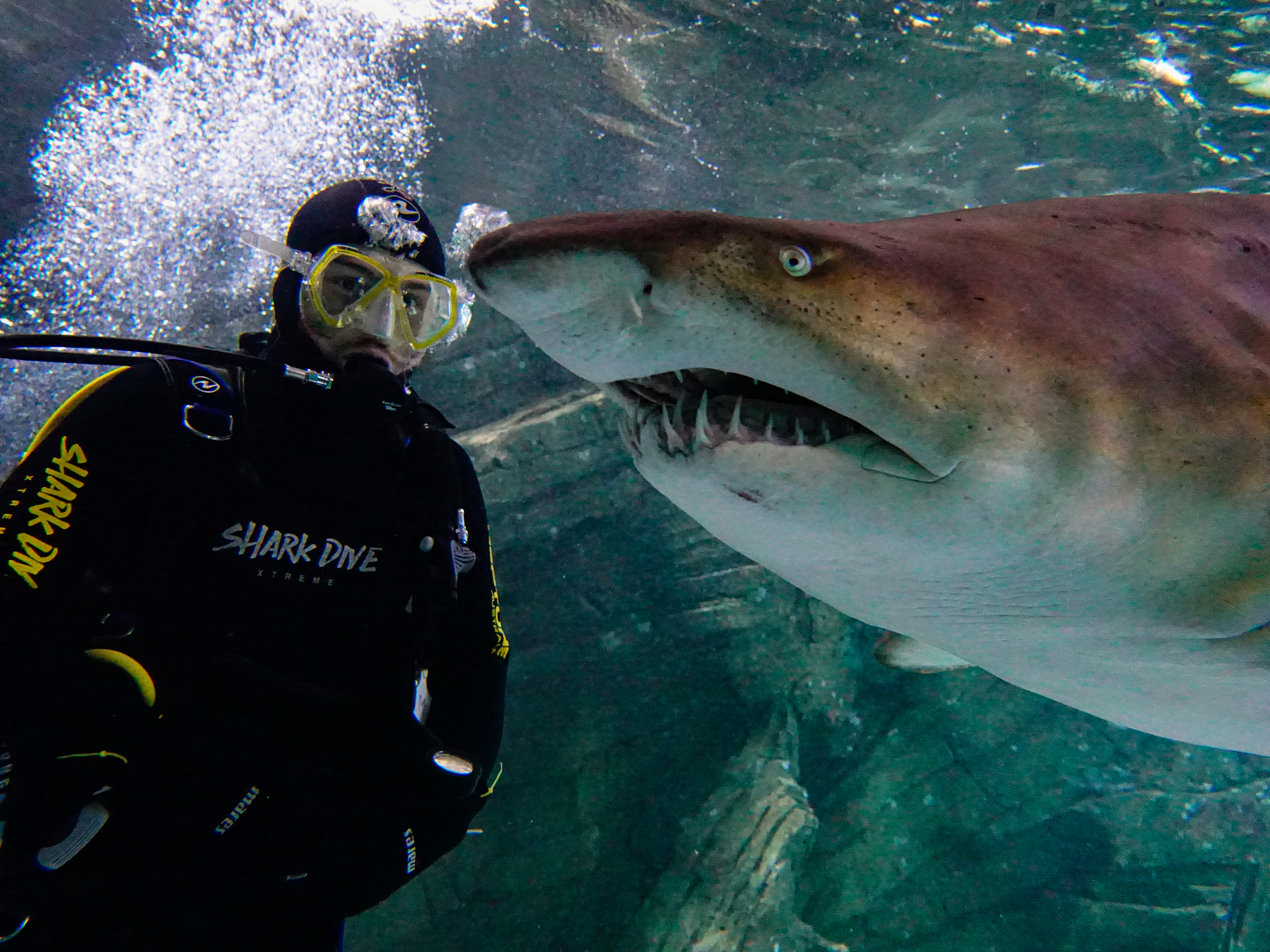 Shark Dive Xtreme experience at SEA LIFE Sydney