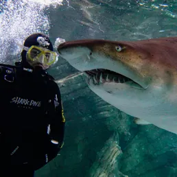 Shark Dive Xtreme experience at SEA LIFE Sydney