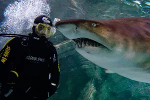Shark Dive Xtreme experience at SEA LIFE Sydney