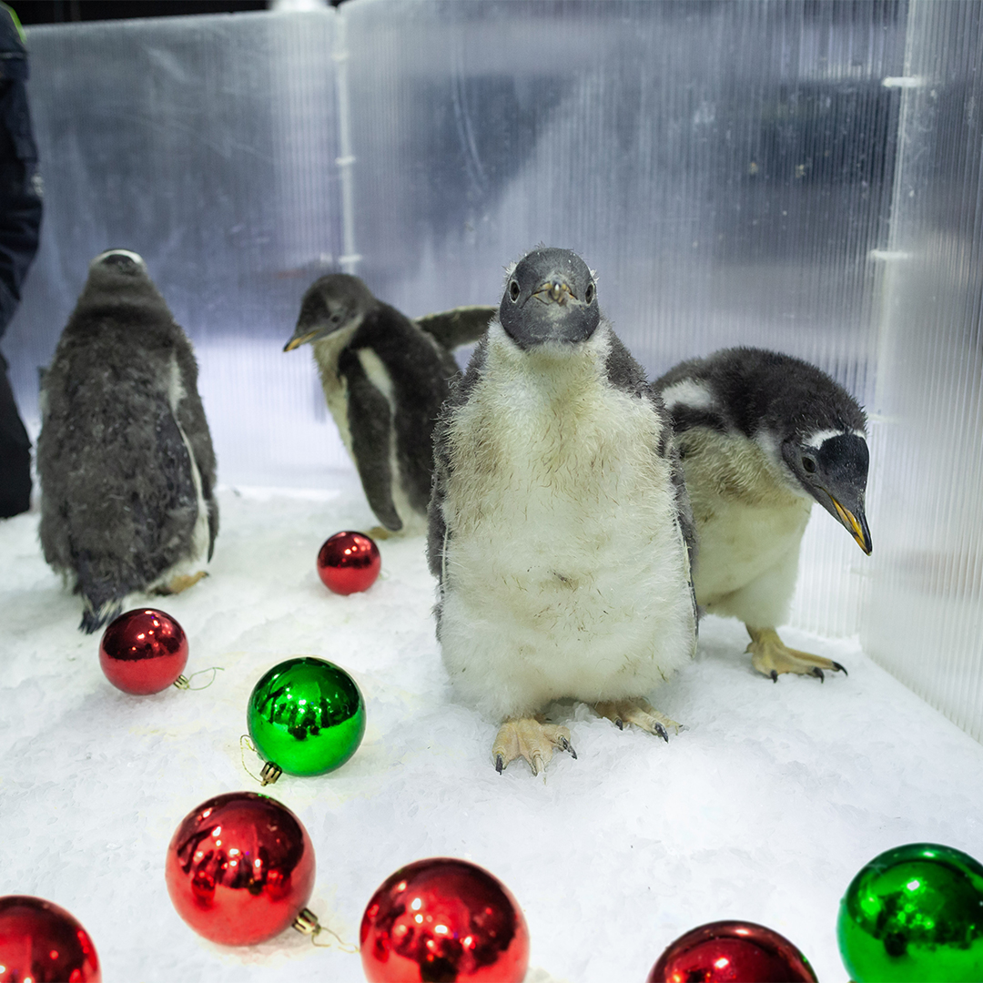 Christmas Chicks 0003 Penguin Chicks Playing In Sea Of Baubles
