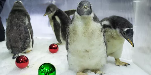 Christmas Chicks 0003 Penguin Chicks Playing In Sea Of Baubles