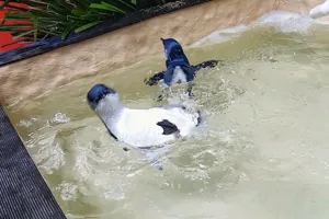 Oswald And Badger Swim Test