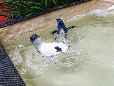 Oswald And Badger Swim Test