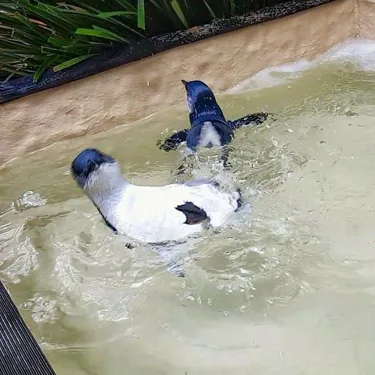 Oswald And Badger Swim Test