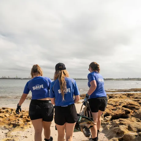 SEA LIFE Rescue Team Carrying Taren To The Water At Kurnell 2