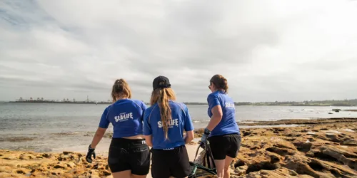 SEA LIFE Rescue Team Carrying Taren To The Water At Kurnell 2