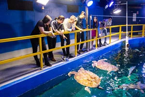 Experience a Glass Bottom Boat Tour + Turtle Encounter to really get a unique experience in Sydney