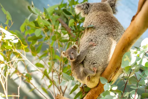 Try relaxing in the rainforest