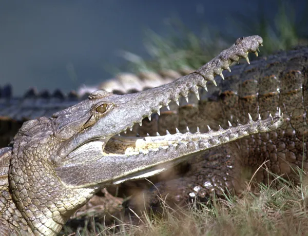 Aussie Animal Passport Animal Freshwater Crocodile