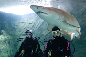 Shark diving - the ultimate team building activity