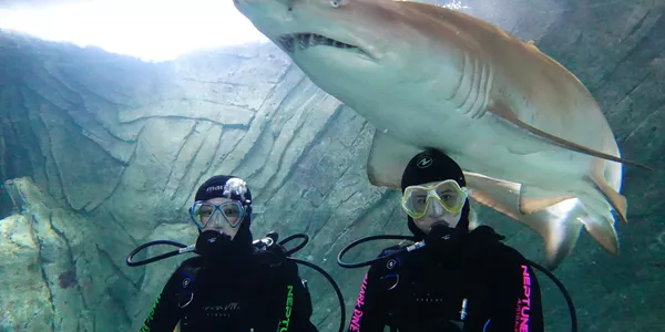 Shark diving - the ultimate team building activity