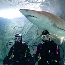 Shark diving - the ultimate team building activity