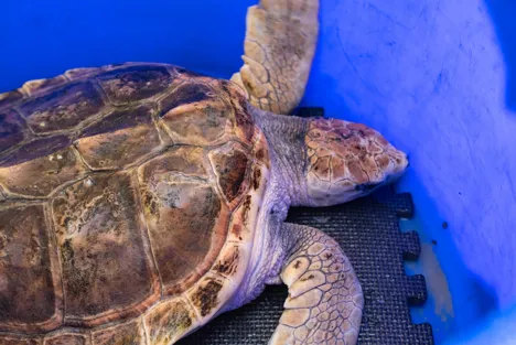 Turtle release port stephens