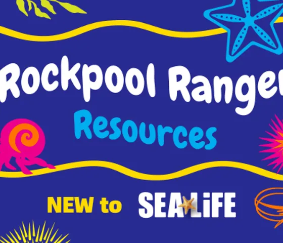Rockpoolranger 600X338