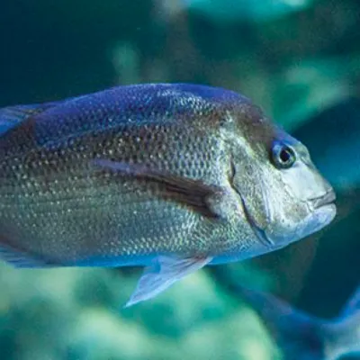 snapper at sea life sydney